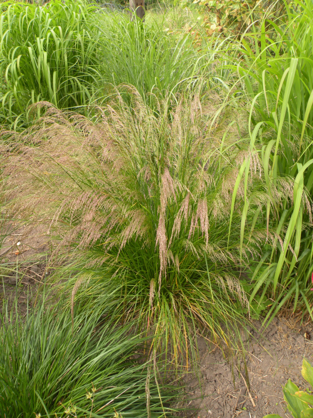 Deschampsia cespitosa 'Bronzeschleier'