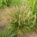 Deschampsia cespitosa 'Bronzeschleier'