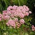 Pimpinella major 'Rosea'