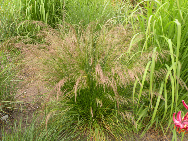 Deschampsia cespitosa 'Bronzeschleier'