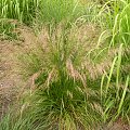 Deschampsia cespitosa 'Bronzeschleier'