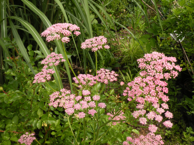 Pimpinella major 'Rosea'