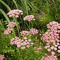 Pimpinella major 'Rosea'