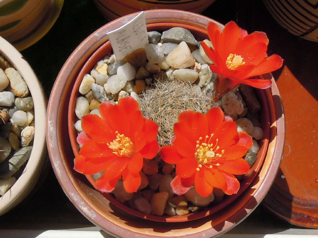 Rebutia albiseta #Rebutia