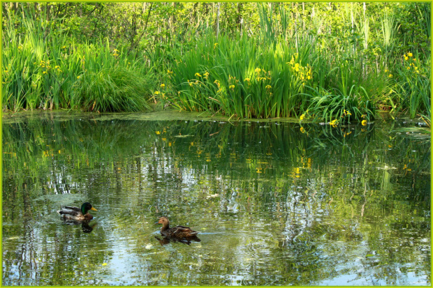 Randka ... kacza :) #DzikieKaczki #ParkNatura2000 #Kołobrzeg