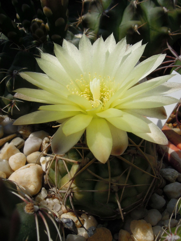 Gymnocalycium uruguayensei #Gymnocalycium