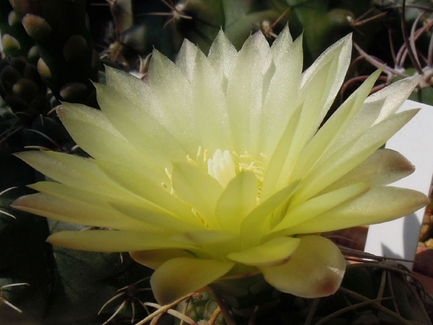 Gymnocalycium uruguayensei #Gymnocalycium