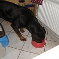 #rottka #rottweiler