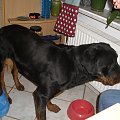 #rottka #rottweiler