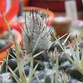 Notocactus submammulosus sp. de Cordoba #kaktus