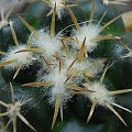Coryphantha bumamma #kaktus