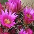 Mammilaria spinosissima "rubra" #kaktus