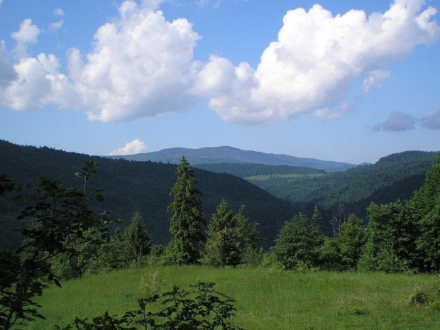 Kudłoń z niebieskiego szlaku z Koszarek na Mogielicę #góry #beskidy