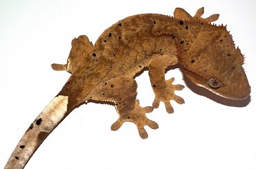 #CrestedGecko #GekonOrzęsiony #hatchling #RhacodactylusCiliatus