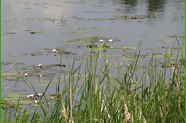 Zalew Zegrzyński 06.2013 #pies #sznaucer #zalew #żagle #żeglarstwo