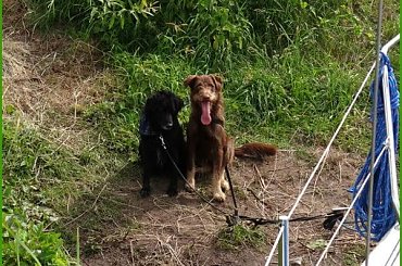 Zalew Zegrzyński 06.2013 #pies #sznaucer #zalew #żagle #żeglarstwo