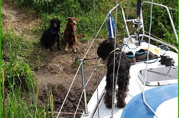 Zalew Zegrzyński 06.2013 #pies #sznaucer #zalew #żagle #żeglarstwo