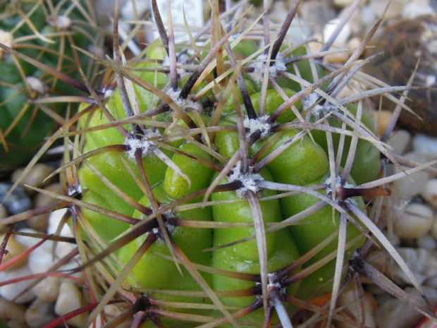 Gymnocalycium achirasense #Gymnocalycium #kaktusy