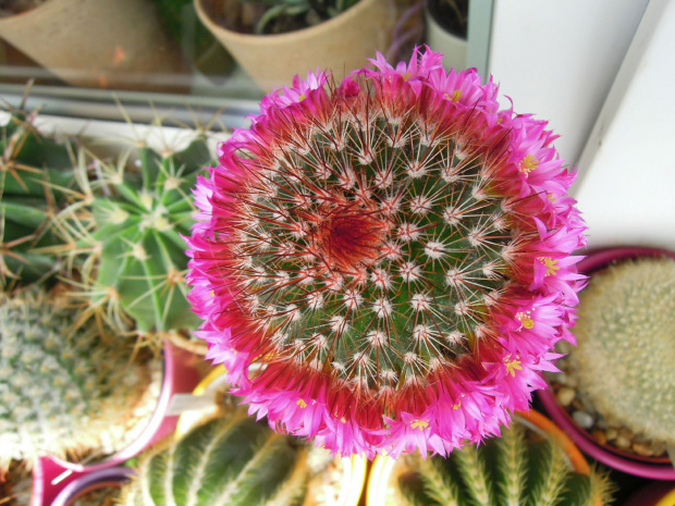 Mammilaria spinosissima "rubra" #kaktusy