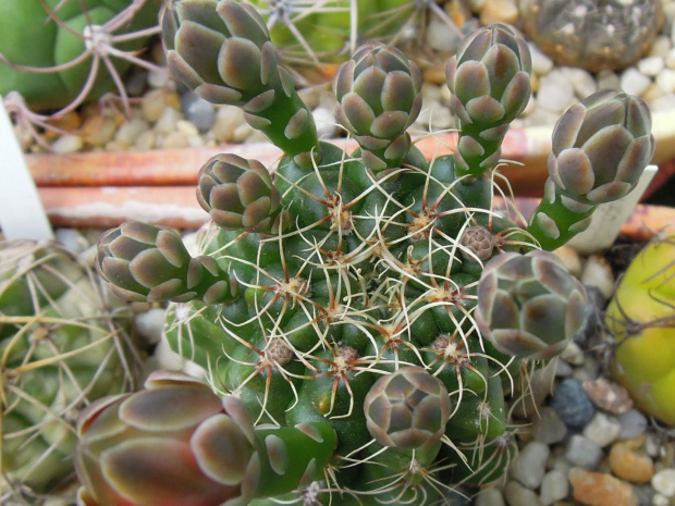 Gymnocalycium baldianum #Gymnocalycium #kaktusy