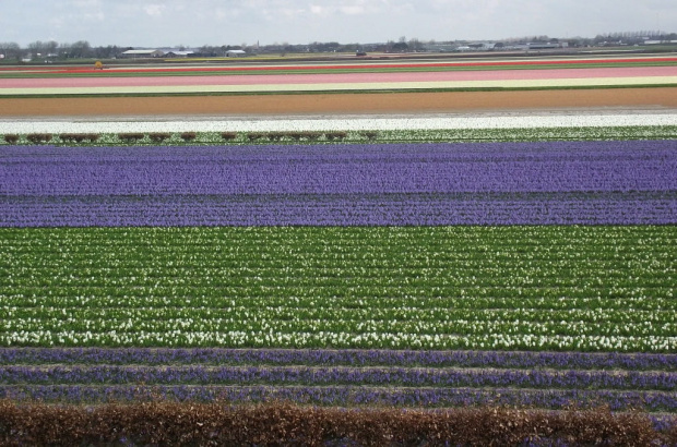 Pola kwiatowe w Holandii