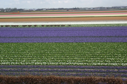 Pola kwiatowe w Holandii