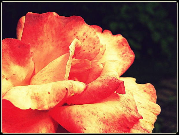Róża 7 #róża #róże #kwiat #kwiaty #flora
