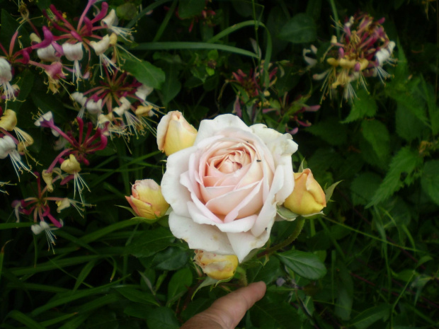 Abraham Darby