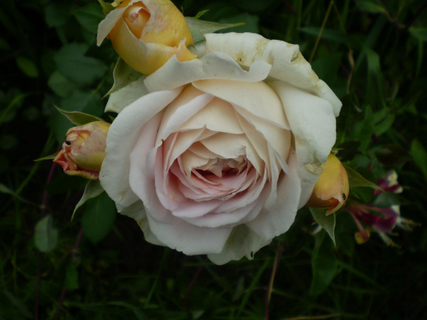 Abraham Darby