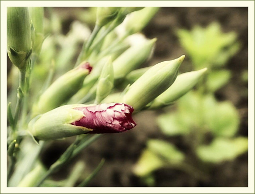 Goździk #goździk #kwiat #kwiaty #flora #ogród