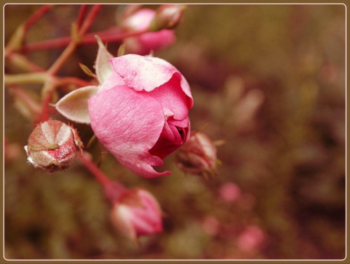 Róża 8 #róża #róże #kwiat #kwiaty #ogród #flora