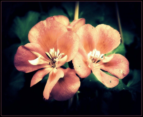Kwiatki #kwiat #kwiaty #ogród