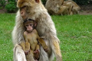 :)) ---- **** ulub. ulkaw **** #małpy #SerengetiSafariPark #zwierzęta