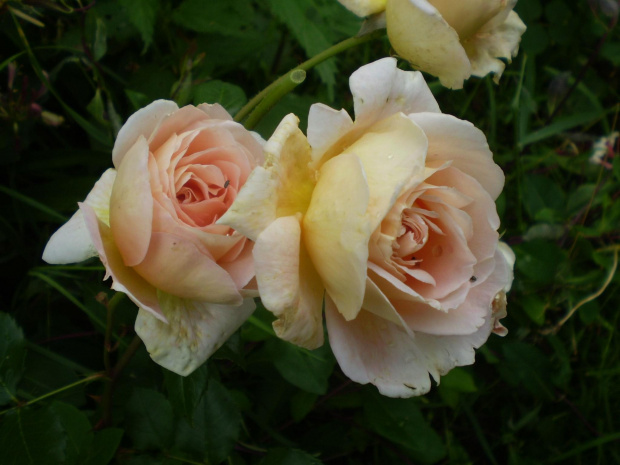 Abraham Darby