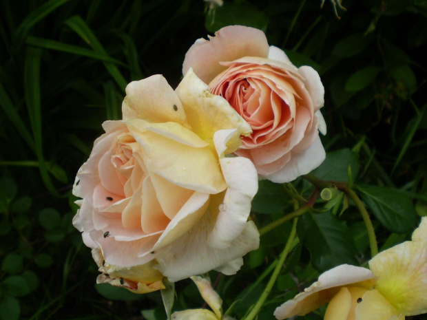 Abraham Darby