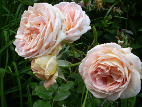 Abraham Darby