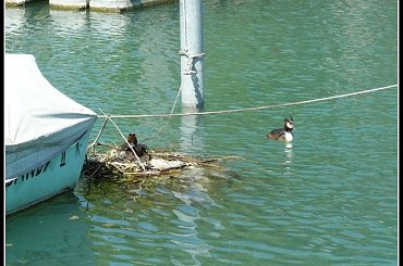 wysiaduj moja droga,ja cie pilnuje #domy #rosliny #woda