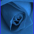 w niebieskiej odsłonie #róże