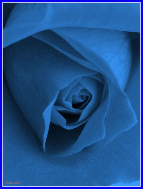 w niebieskiej odsłonie #róże