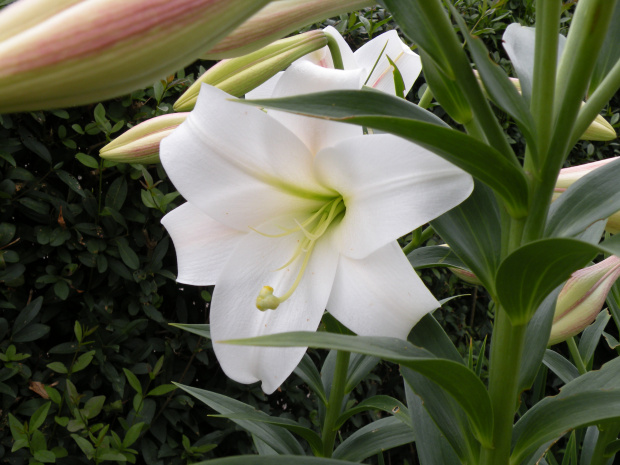 Lilium LO Hybrid 'White Triumphator