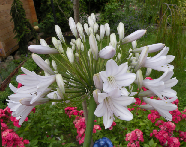 Agapanthus 'Rosemary