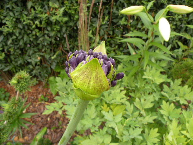 Agapanthus 'Unique Smiles'