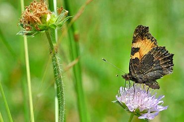 łąka w lipcu #lato #łąka #motyle #owady