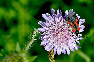 łąka w lipcu #lato #łąka #motyle #owady