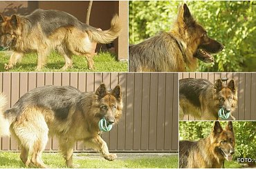 #Gildo #OwczarekNiemiecki #Parys #WiernyDruh