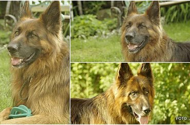 #Gildo #OwczarekNiemiecki #Parys #WiernyDruh