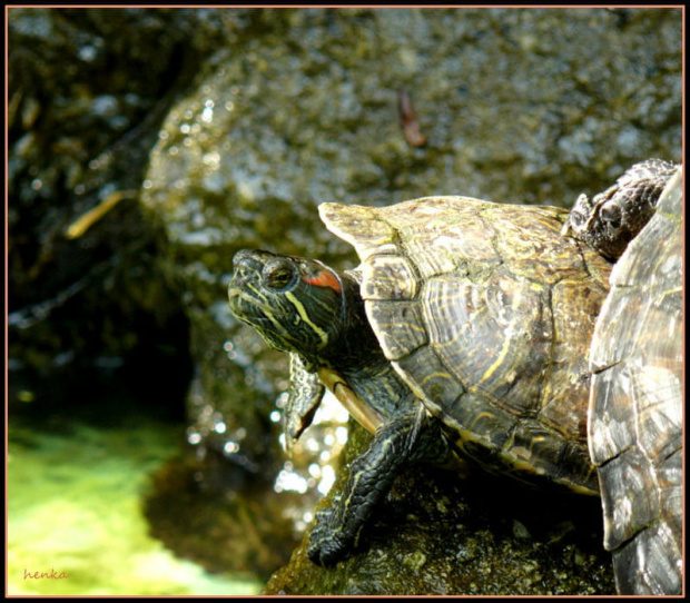 W WAŁBRZYSKIEJ PALMIARNI żółwie maja sie całkiem dobrze #KWIATY
