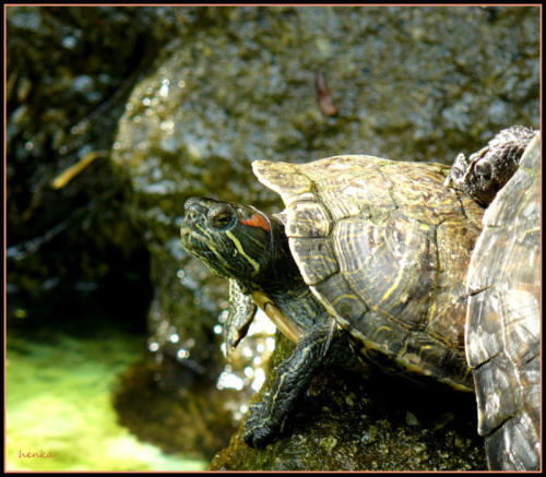 W WAŁBRZYSKIEJ PALMIARNI żółwie maja sie całkiem dobrze #KWIATY