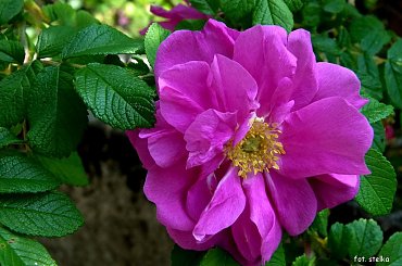 życzenia: URODZINOWO-IMIENINOWO: **** dla EWY - LISSY : **** Niech wiatr zawsze wieje Ci w plecy, a słońce świeci w twarz, niech dobry los da Ci zatańczyć wśród najjaśniejszych gwiazd !!!
**** ulub. lissa **** #imieniny #kwiaty #urodziny