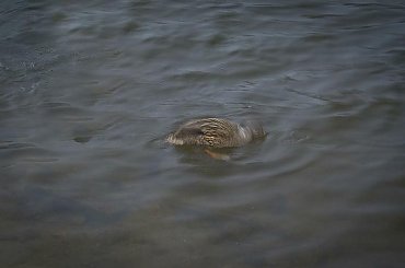 oś obrotu kaczki #Warszawa #ParkSkaryszewski